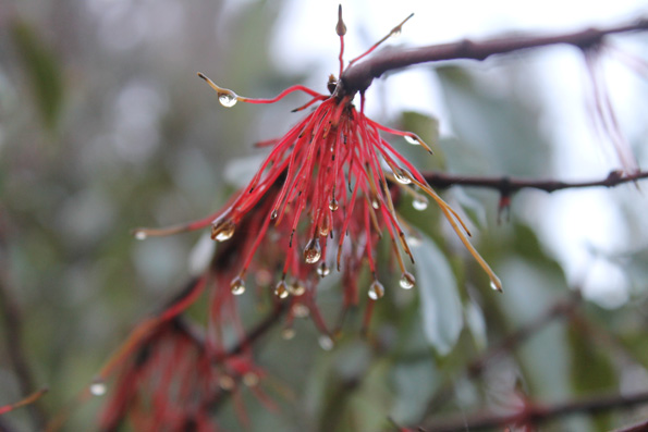 Raices adventicias-fotograf&iacute;a 3